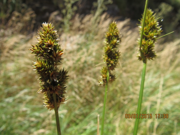 Carex brongniartii image