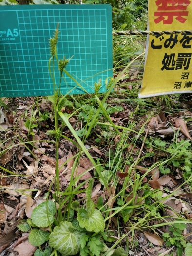 Carex brownii image