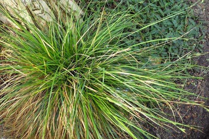 Carex brunnea image