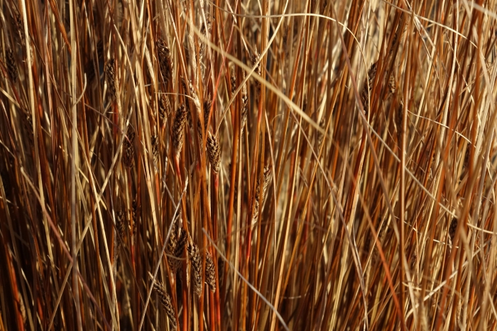 Carex buchananii image