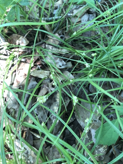 Carex bulbostylis image