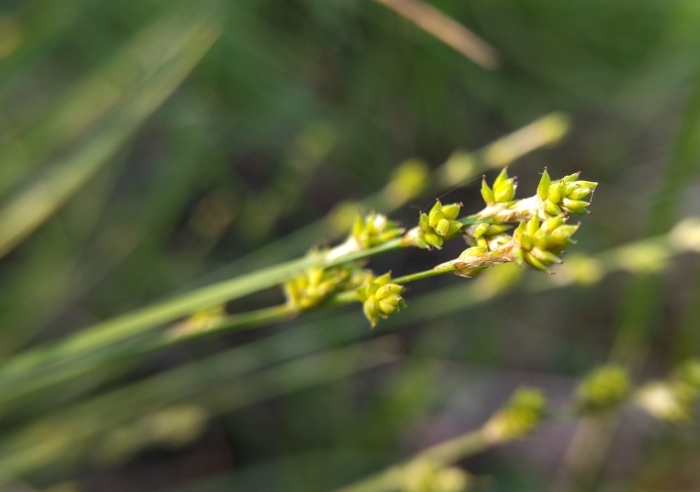 Carex canescens image