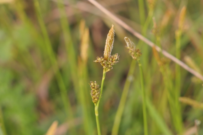 Carex caryophyllea image