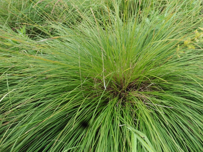 Carex cespitosa image