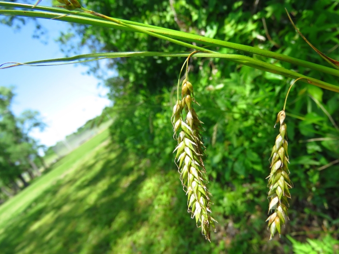 Carex cherokeensis image