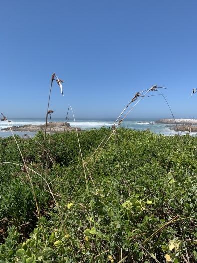 Carex clavata image