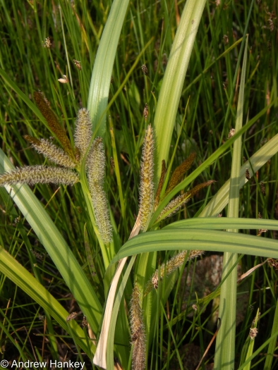 Carex cognata image