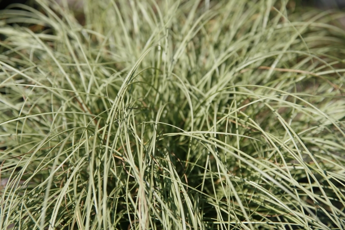 Carex comans image