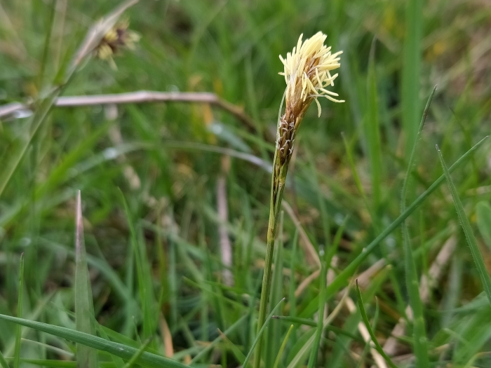 Carex conica image