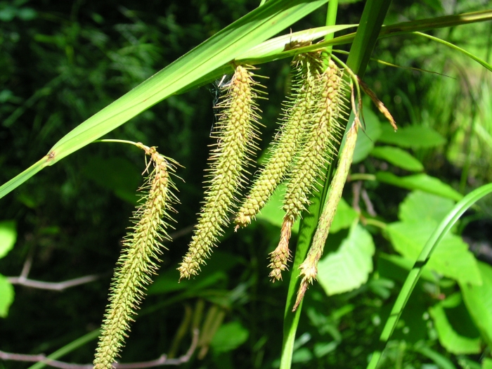 Carex crinita image