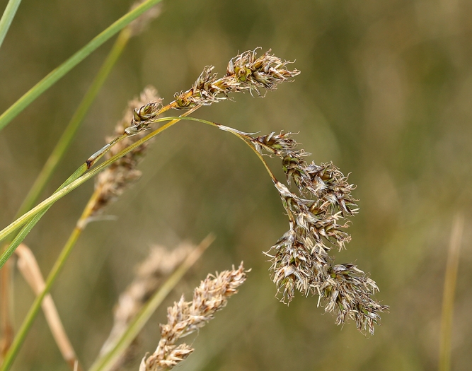 Carex cusickii image
