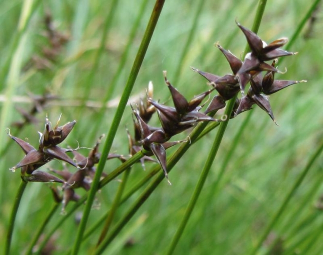 Carex davalliana image