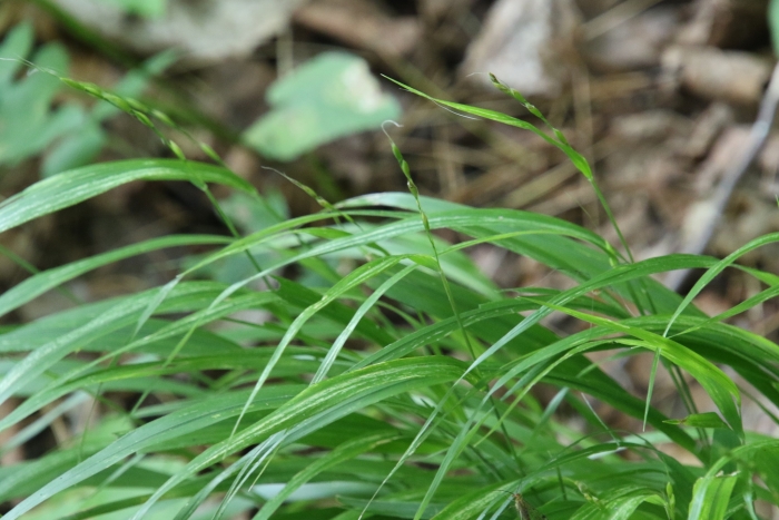 Carex debilis image