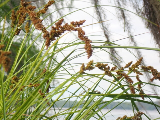 Carex decomposita image