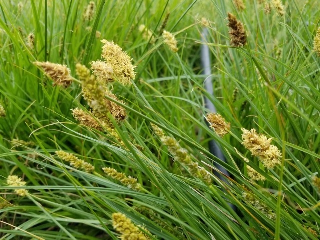 Carex densa image