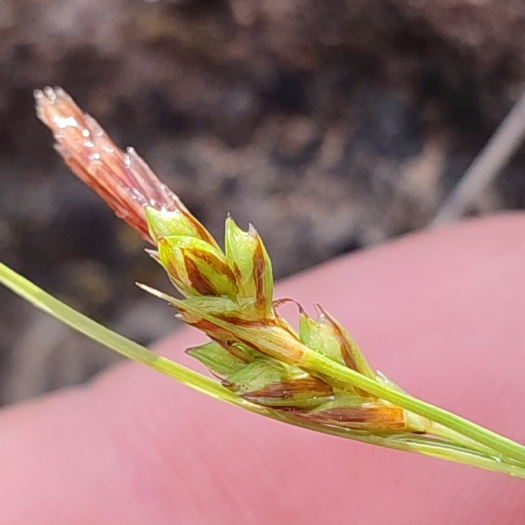 Carex depressa image