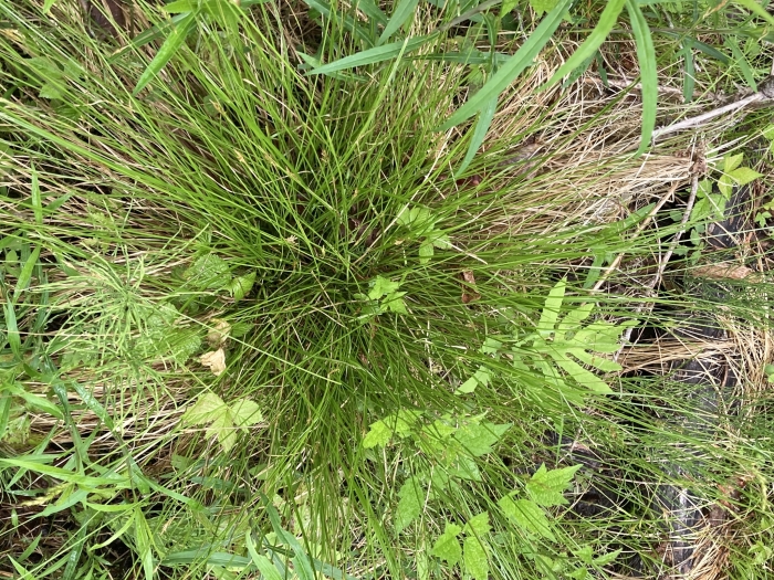 Carex deweyana image