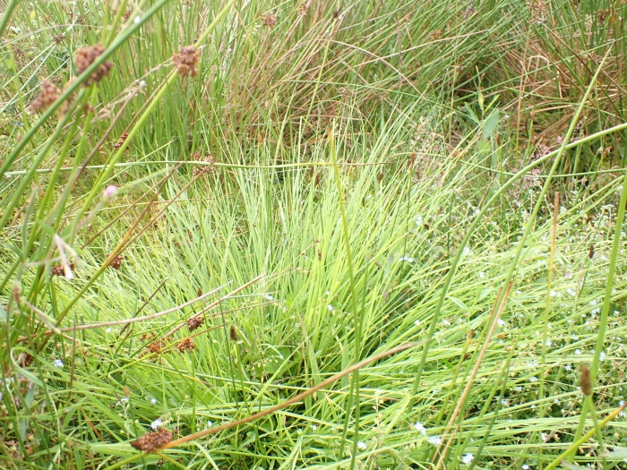 Carex diandra image