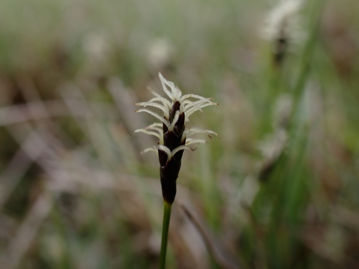 Carex dioica image