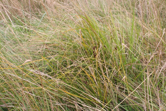 Carex dipsacea image