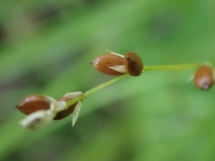 Carex disperma image