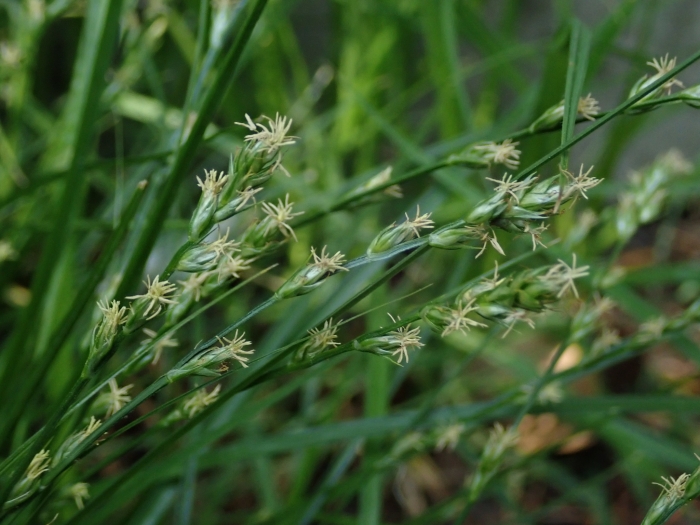 Carex divulsa image