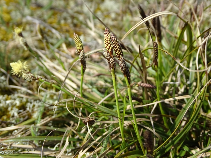Carex ericetorum image