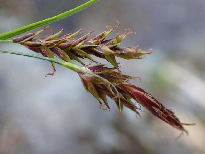 Carex ferruginea image