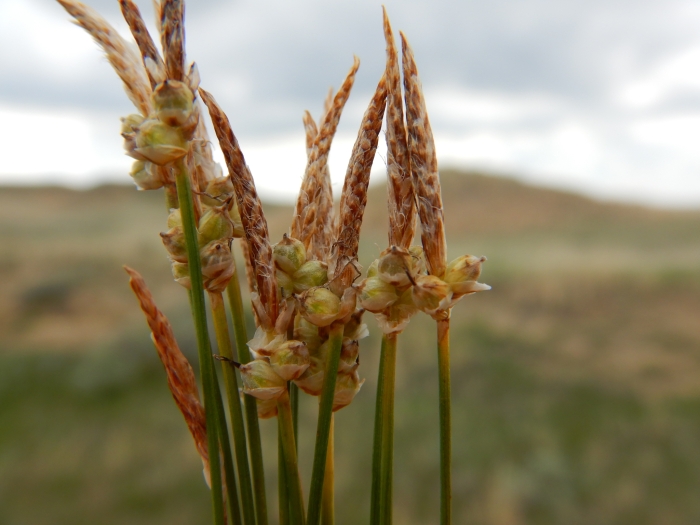 Carex filifolia image