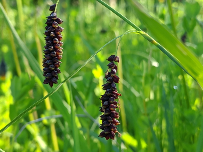 Carex flacca image