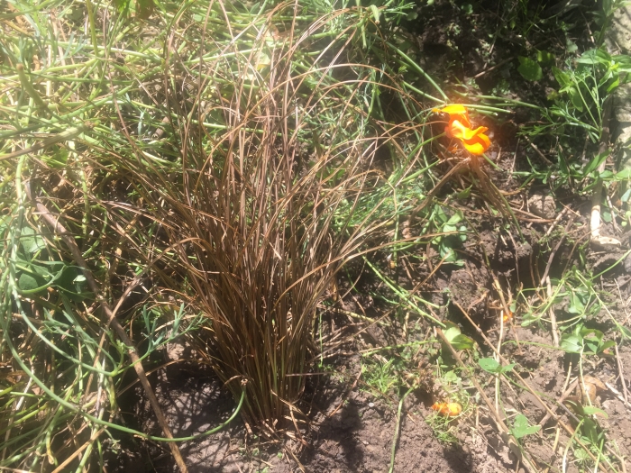 Carex flagellifera image