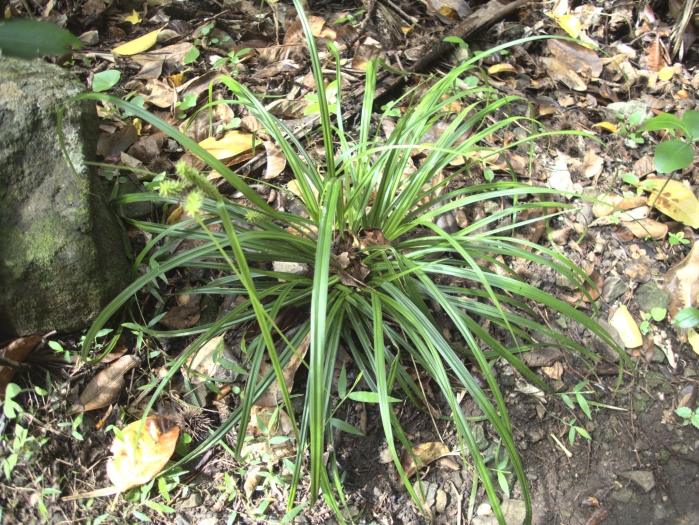 Carex forsteri image