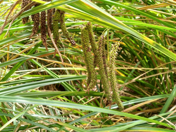 Carex geminata image