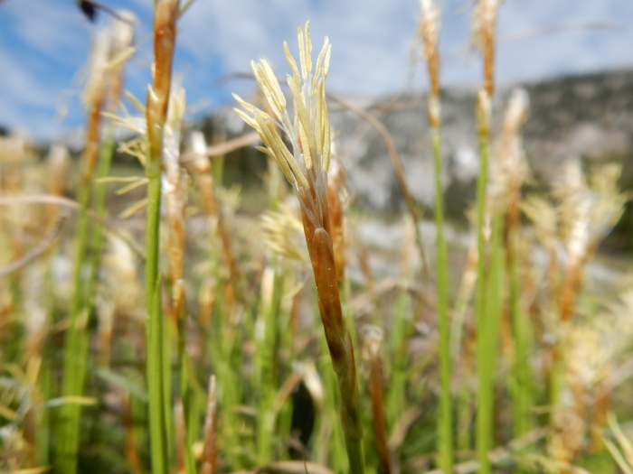 Carex geyeri image