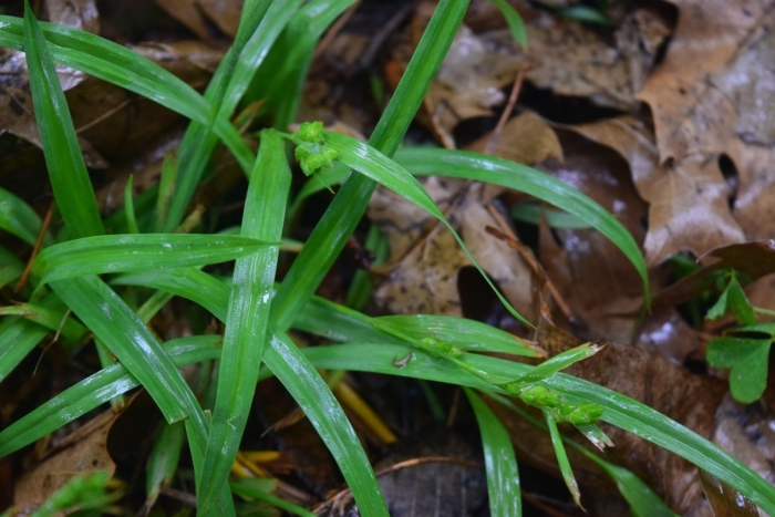 Carex glaucodea image