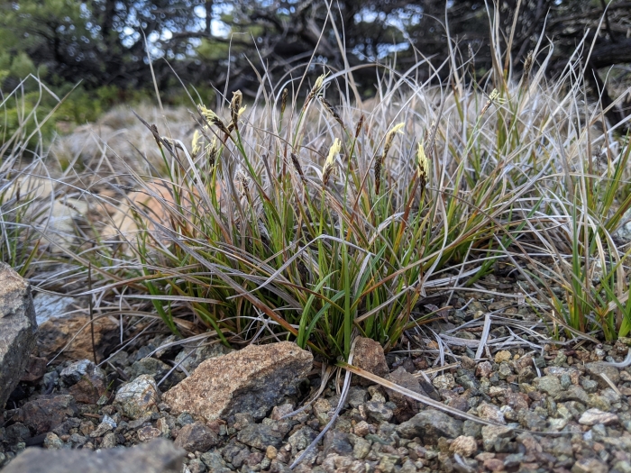 Carex globosa image
