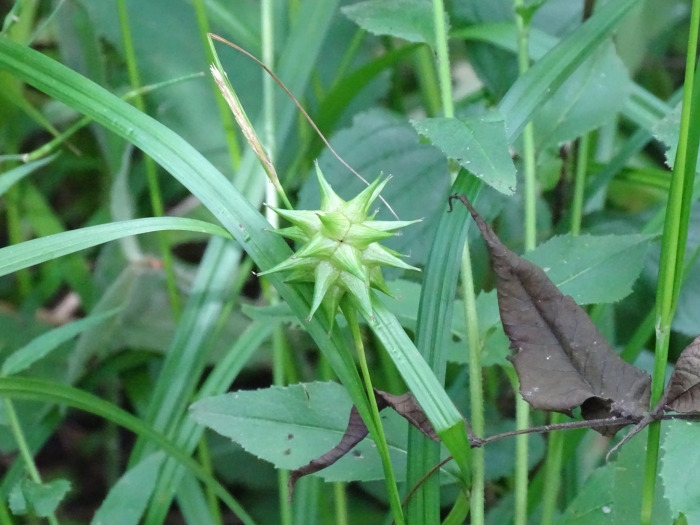 Carex grayi image