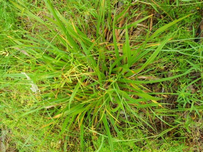 Carex gynodynama image