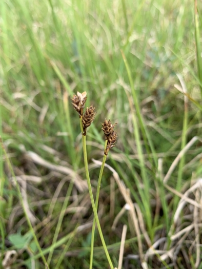 Carex heleonastes image