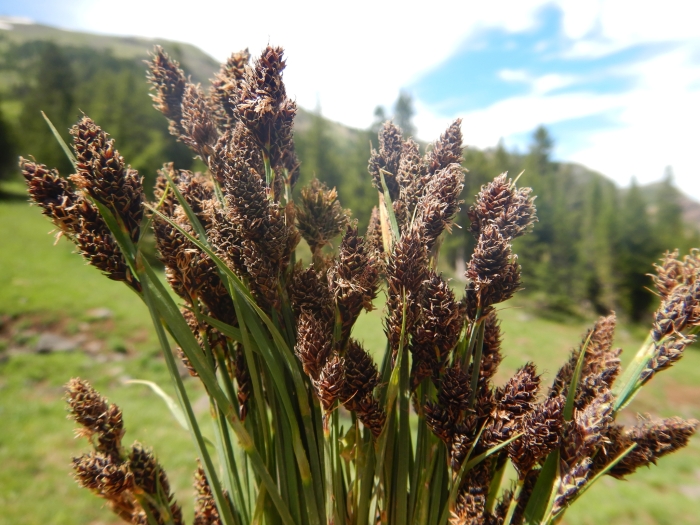 Carex heteroneura image