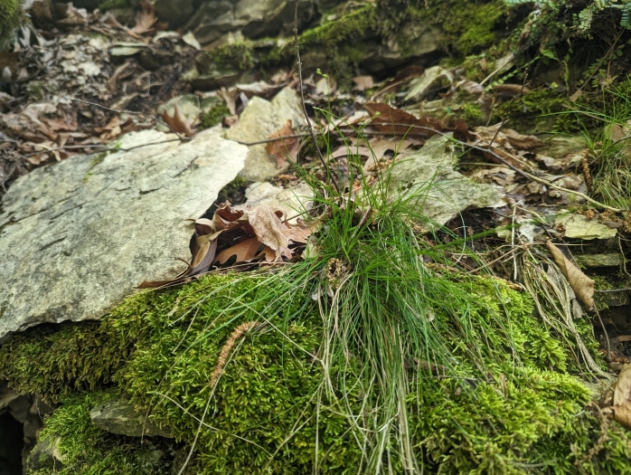 Carex hispida image