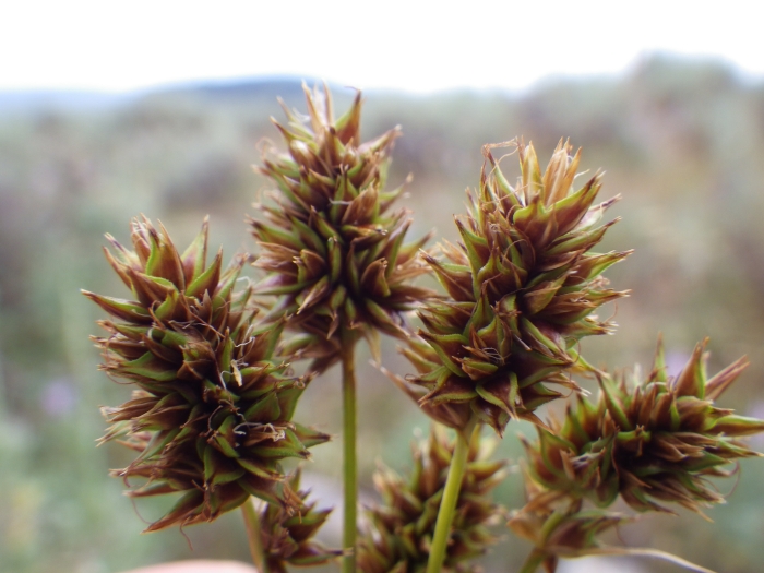 Carex hoodii image