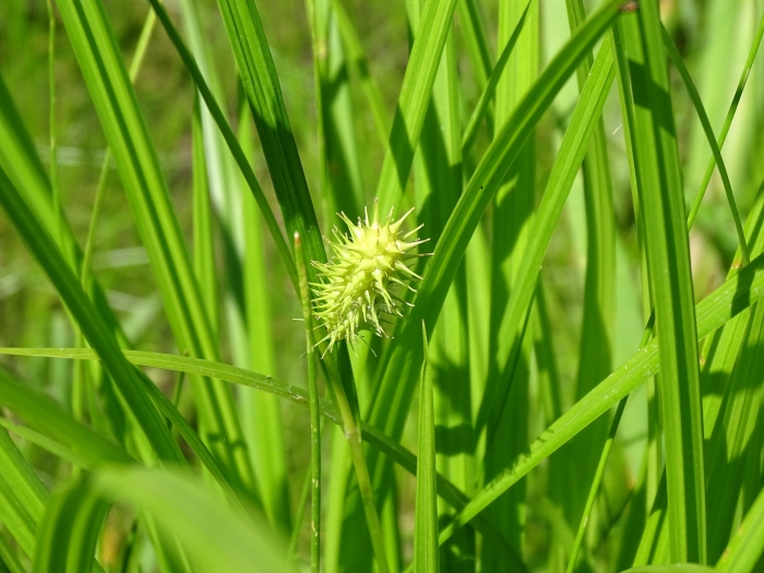 Carex hystericina image
