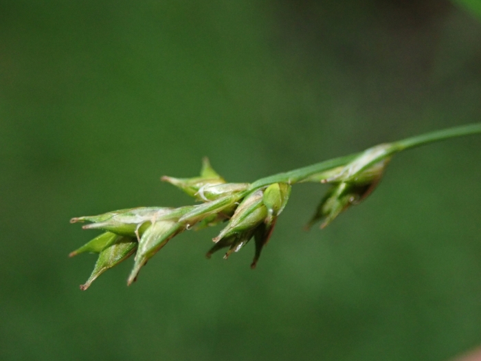 Carex laeviculmis image