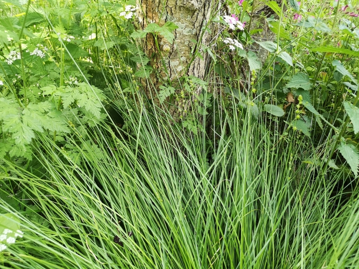Carex leersii image