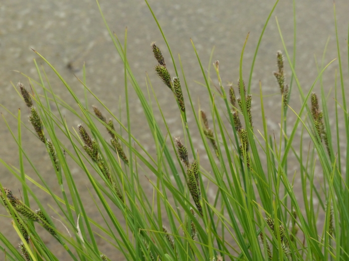Carex lenticularis image