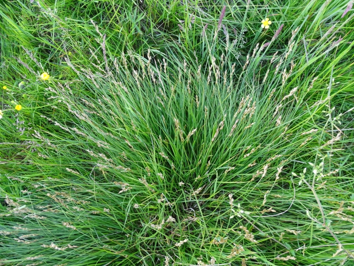 Carex leporina image