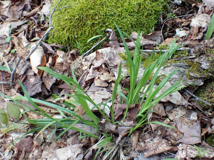 Carex leptonervia image