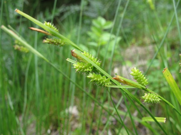Carex limosa image