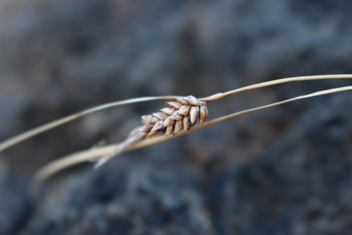 Carex litorosa image